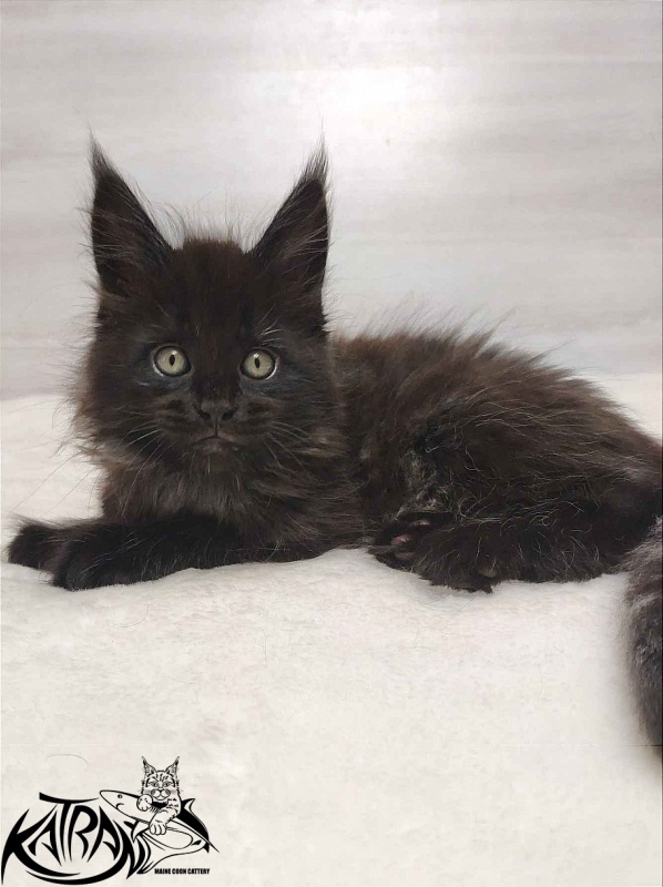 Katran Oscar - Кошеня мейн-кун 1 місяць 2 тижні