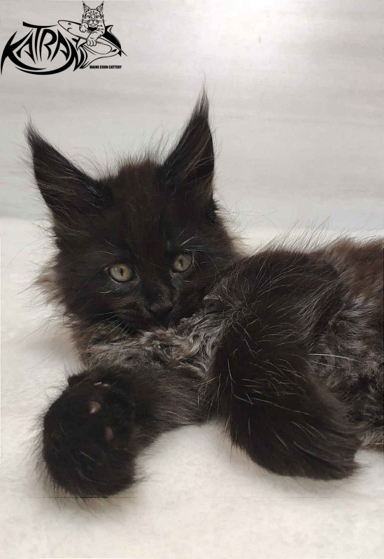 Katran Oscar - Кошеня мейн-кун 1 місяць 2 тижні