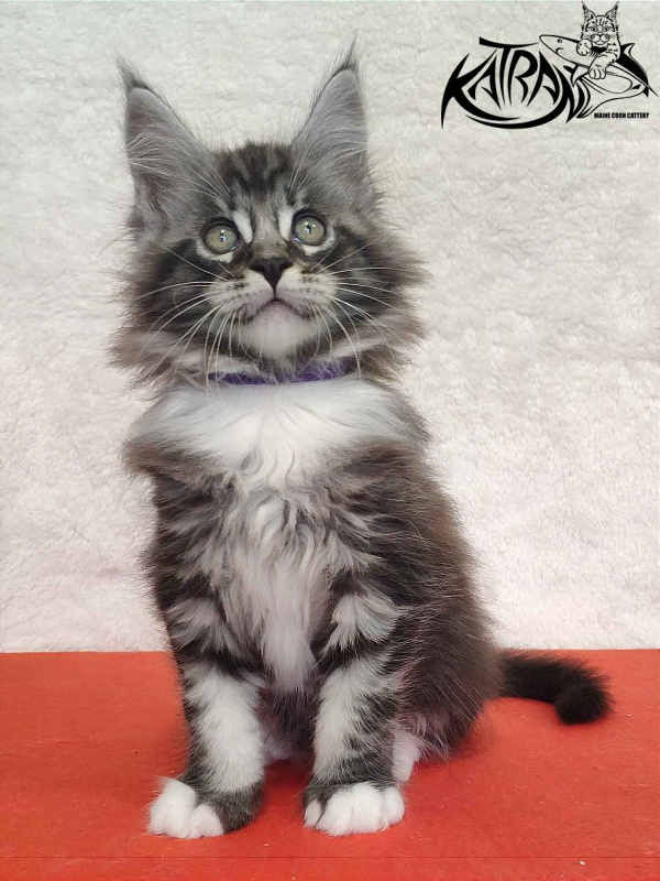 Katran Ocean - Котенок мейн-кун 2 месяца