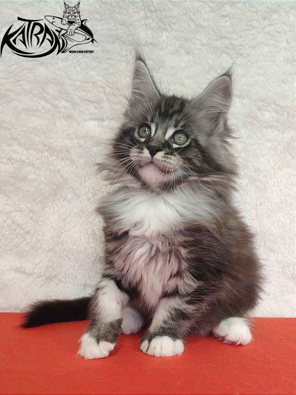 Katran Ocean - Котенок мейн-кун 2 месяца