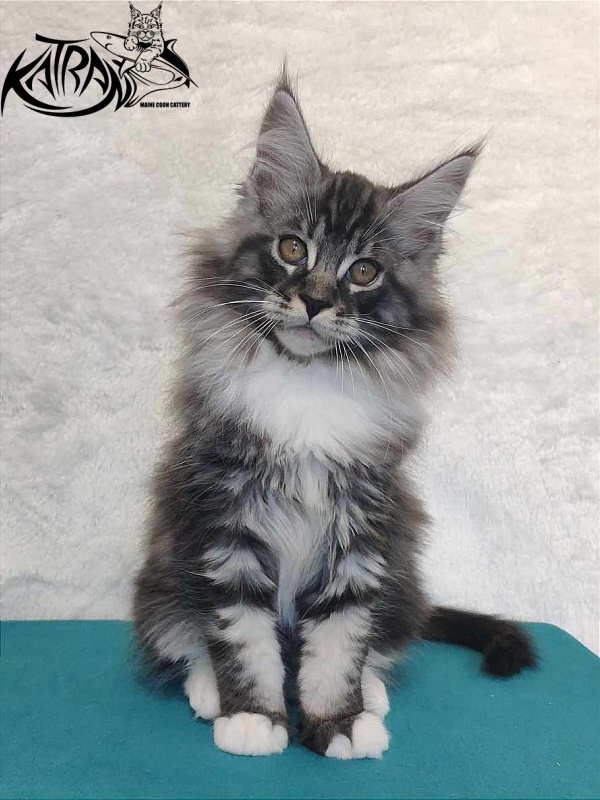 Katran Ocean - Котенок мейн-кун 3 месяца