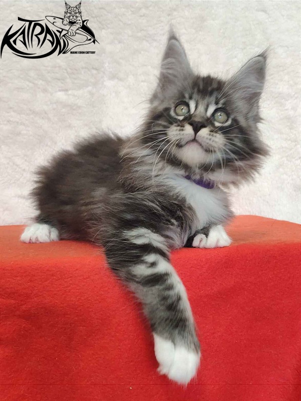 Katran Ocean - Котенок мейн-кун 2 месяца