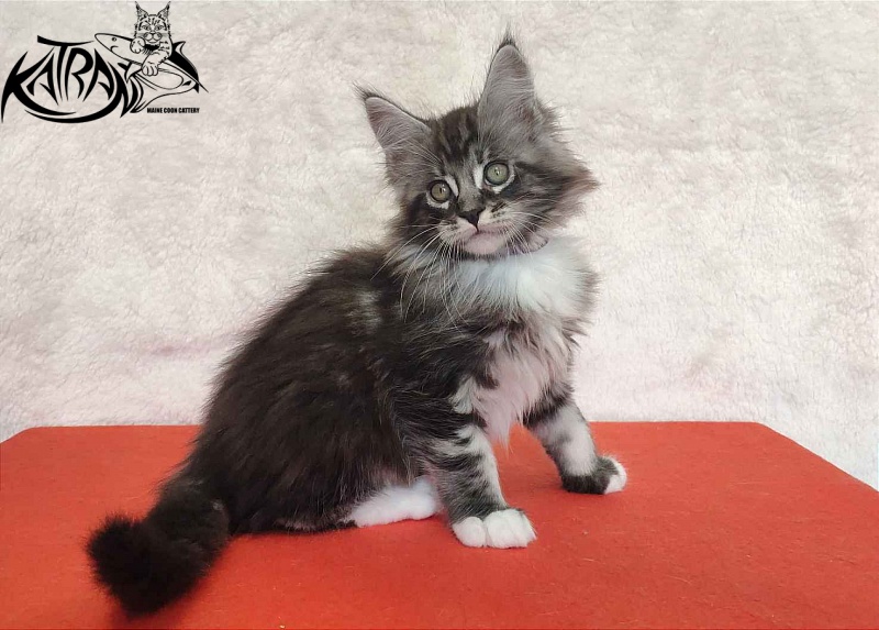 Katran Ocean - Котенок мейн-кун 2 месяца