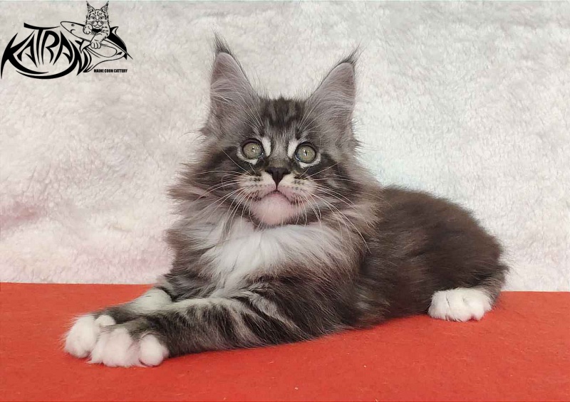 Katran Ocean - Котенок мейн-кун 2 месяца