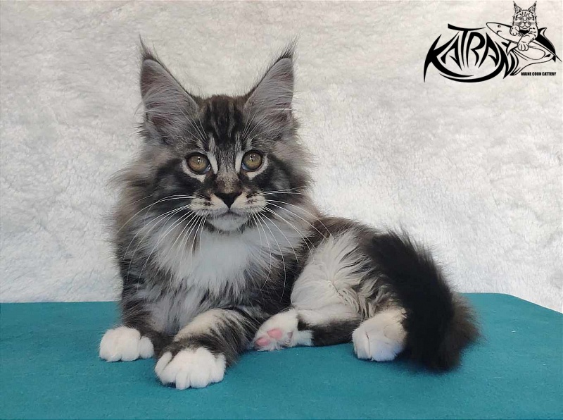 Katran Ocean - Котенок мейн-кун 3 месяца