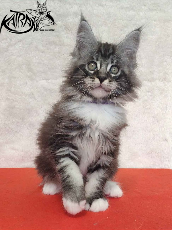 Katran Ocean - Котенок мейн-кун 2 месяца