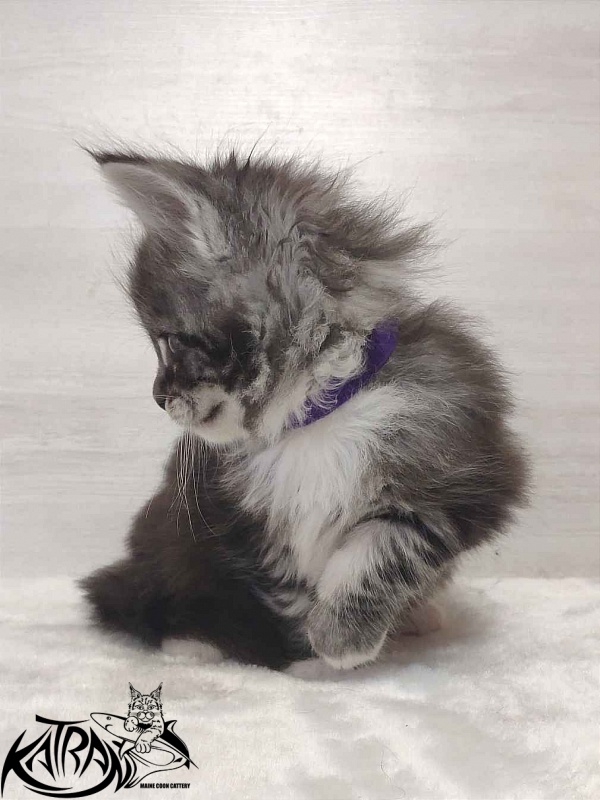 Katran Ocean - Котенок мейн-кун 1 месяц 2 недели