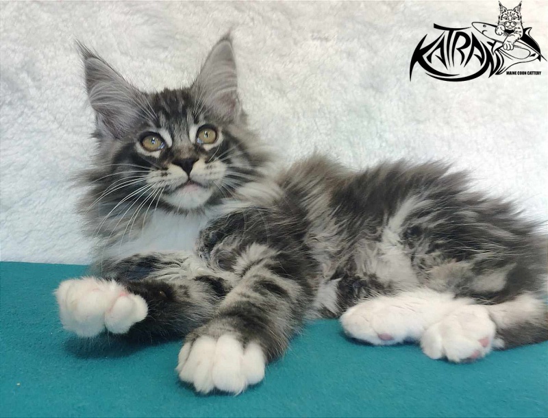 Katran Ocean - Котенок мейн-кун 3 месяца