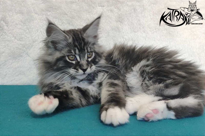 Katran Ocean - Котенок мейн-кун 3 месяца