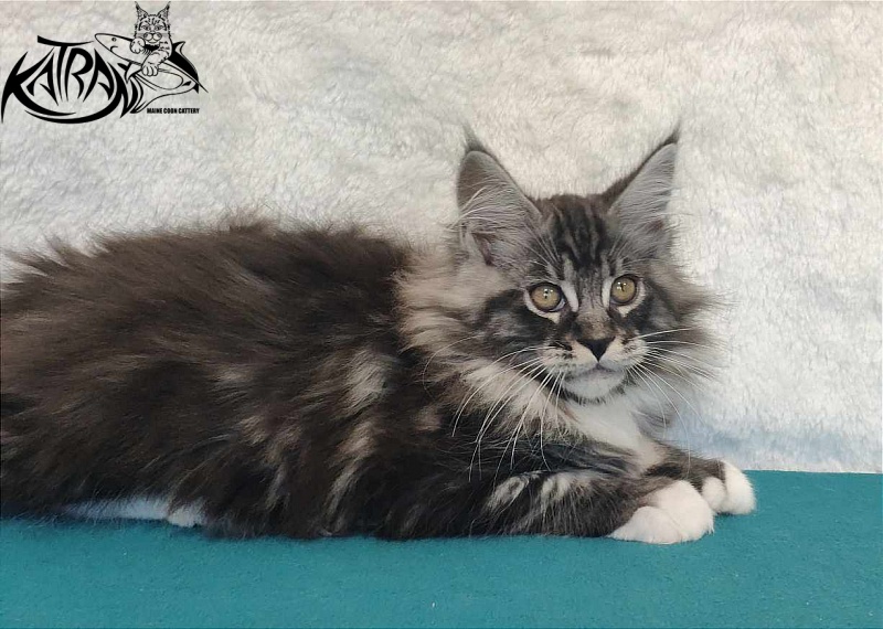 Katran Ocean - Котенок мейн-кун 3 месяца