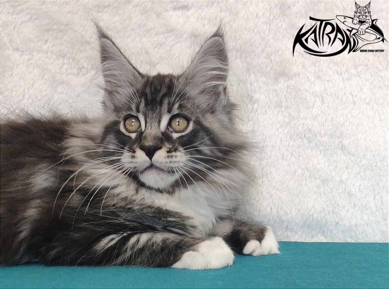 Katran Ocean - Котенок мейн-кун 3 месяца