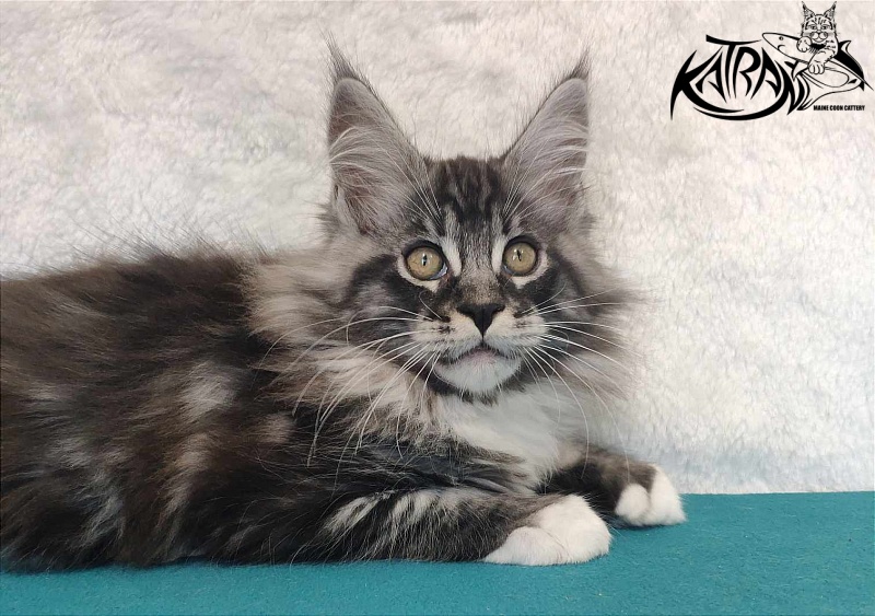 Katran Ocean - Котенок мейн-кун 3 месяца