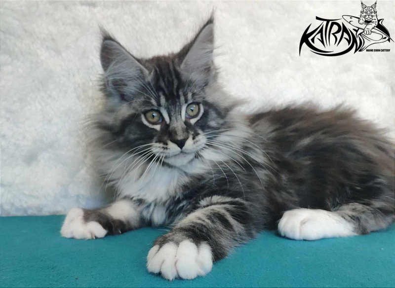 Katran Ocean - Котенок мейн-кун 3 месяца