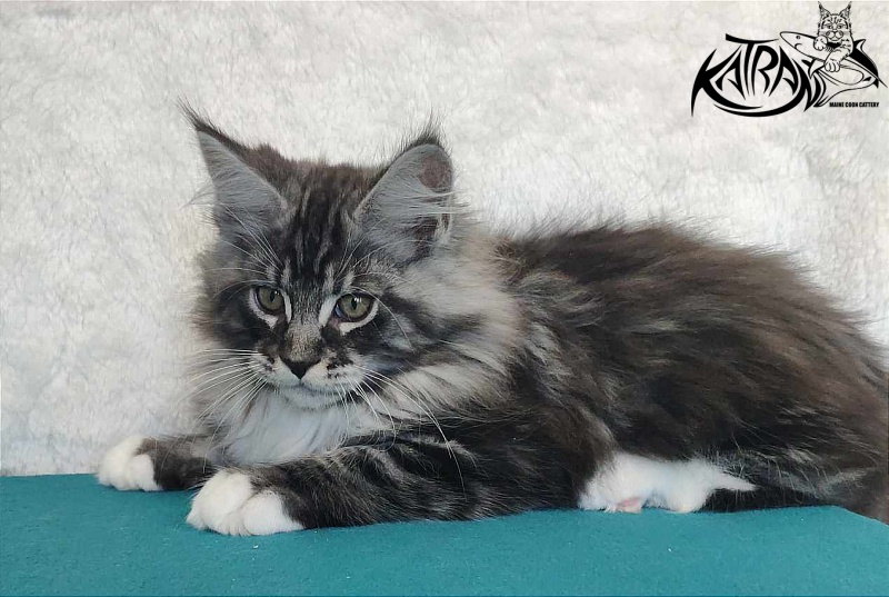 Katran Ocean - Котенок мейн-кун 3 месяца