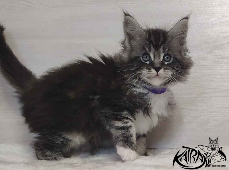 Katran Ocean - Котенок мейн-кун 1 месяц 2 недели