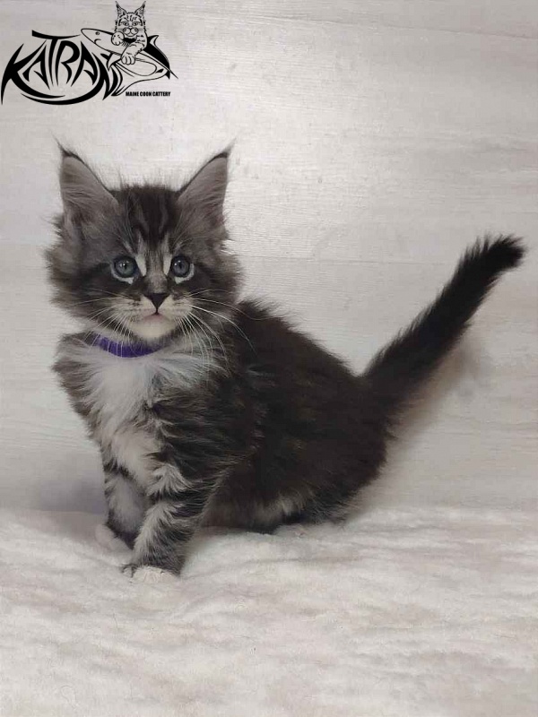 Katran Ocean - Котенок мейн-кун 1 месяц 2 недели