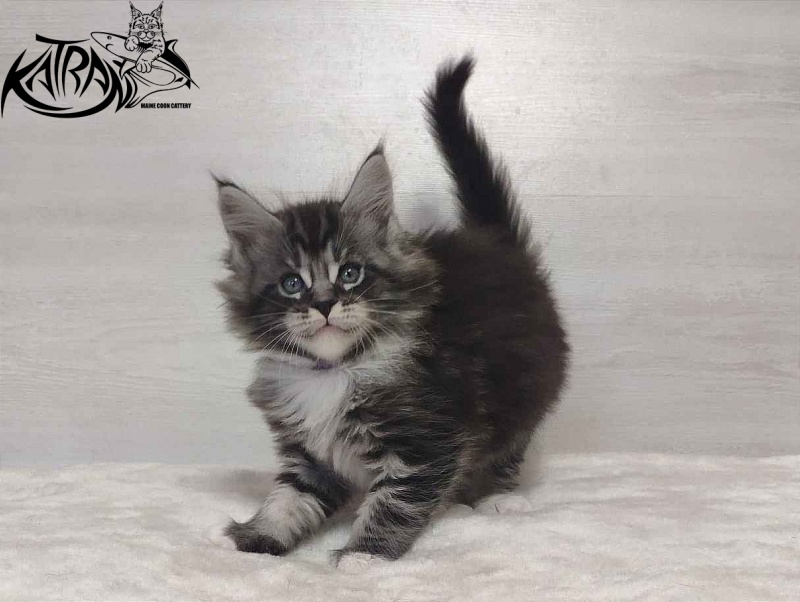 Katran Ocean - Котенок мейн-кун 1 месяц 2 недели