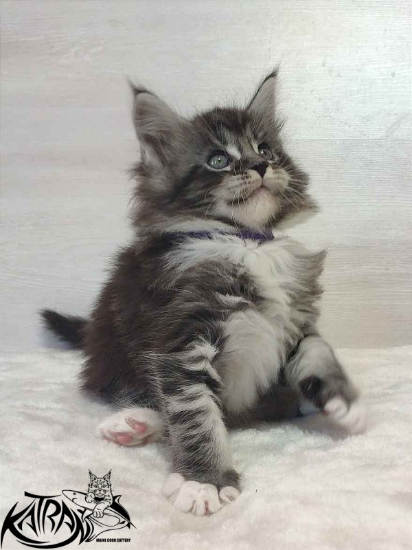 Katran Ocean - Котенок мейн-кун 1 месяц 2 недели