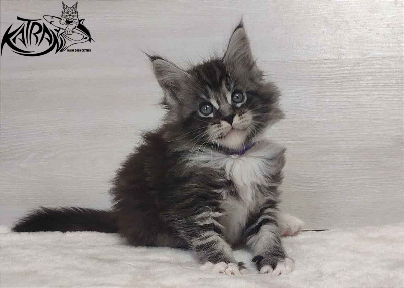 Katran Ocean - Котенок мейн-кун 1 месяц 2 недели