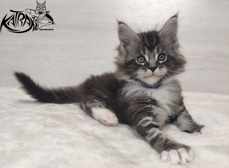 Katran Ocean - Котенок мейн-кун 1 месяц 2 недели