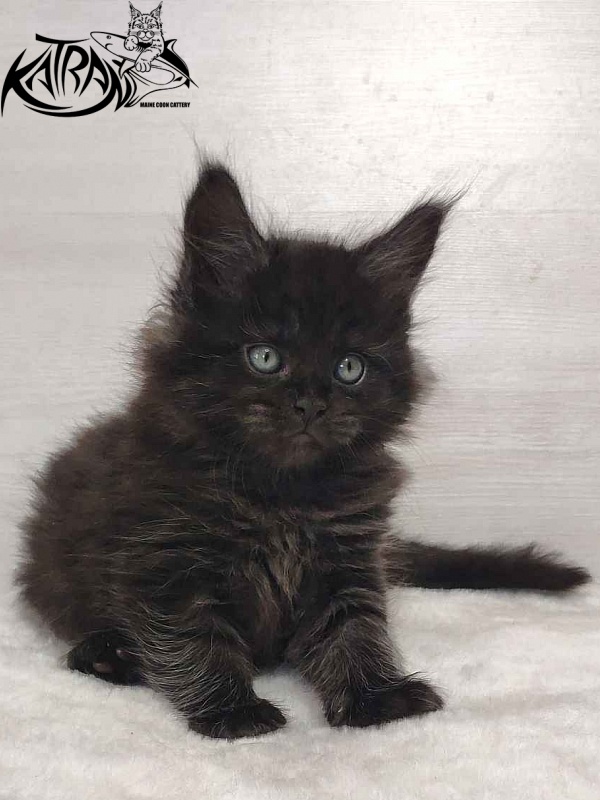 Katran Ostin - Кошеня мейн-кун 1 місяць 2 тижні