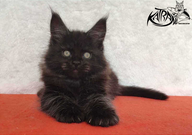 Katran Ostin - Кошеня мейн-кун 2 місяця