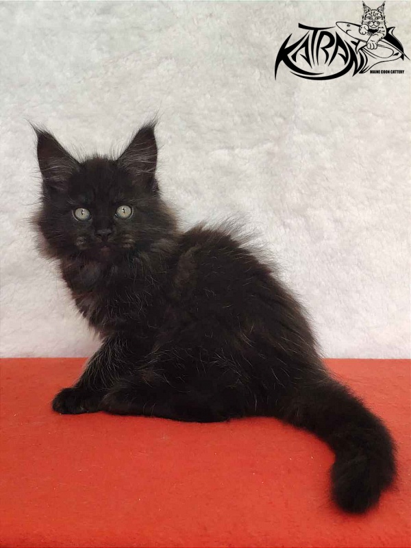 Katran Ostin - Кошеня мейн-кун 2 місяця