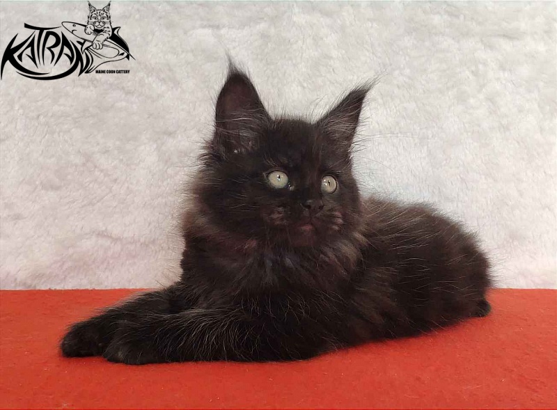 Katran Ostin - Кошеня мейн-кун 2 місяця