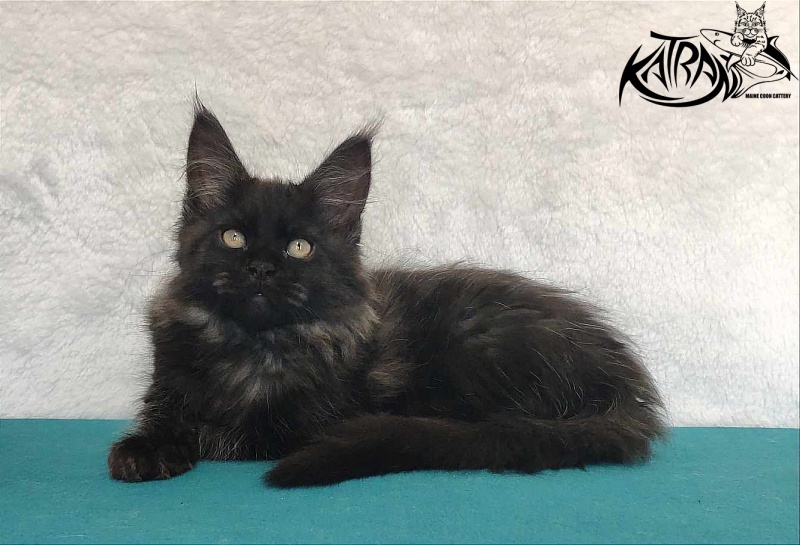 Katran Ostin - Кошеня мейн-кун 3 місяця