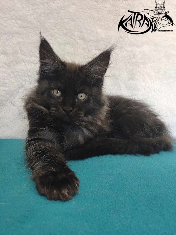 Katran Ostin - Кошеня мейн-кун 3 місяця