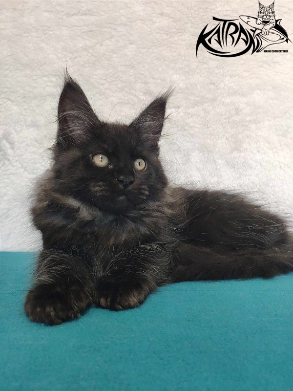 Katran Ostin - Кошеня мейн-кун 3 місяця
