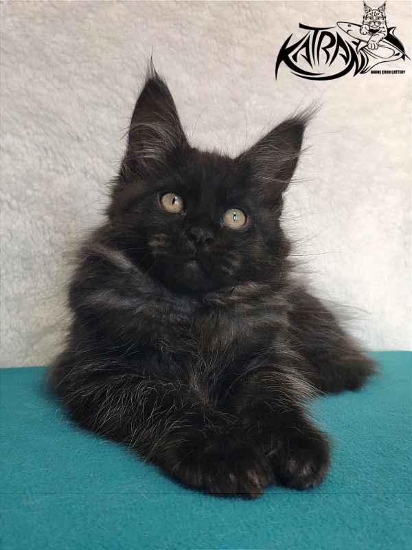 Katran Ostin - Кошеня мейн-кун 3 місяця