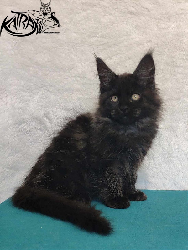 Katran Ostin - Кошеня мейн-кун 3 місяця