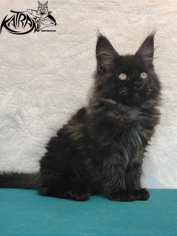 Katran Ostin - Кошеня мейн-кун 3 місяця