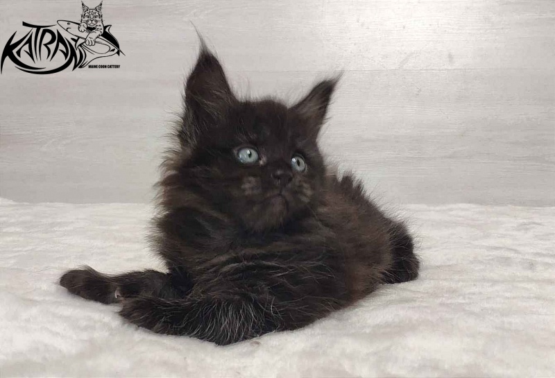 Katran Ostin - Кошеня мейн-кун 1 місяць 2 тижні