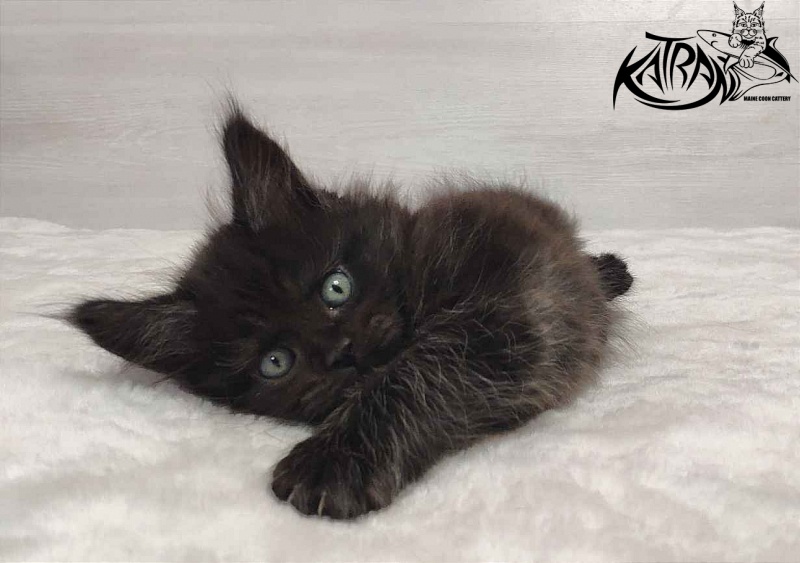 Katran Ostin - Кошеня мейн-кун 1 місяць 2 тижні