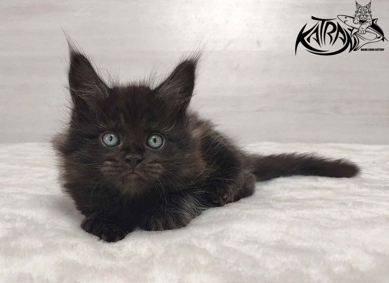 Katran Ostin - Кошеня мейн-кун 1 місяць 2 тижні