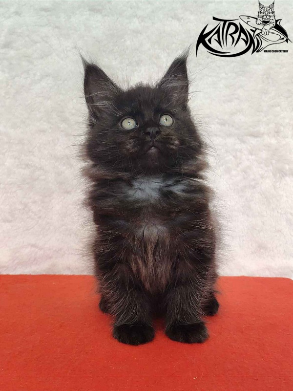 Katran Ostin - Кошеня мейн-кун 2 місяця