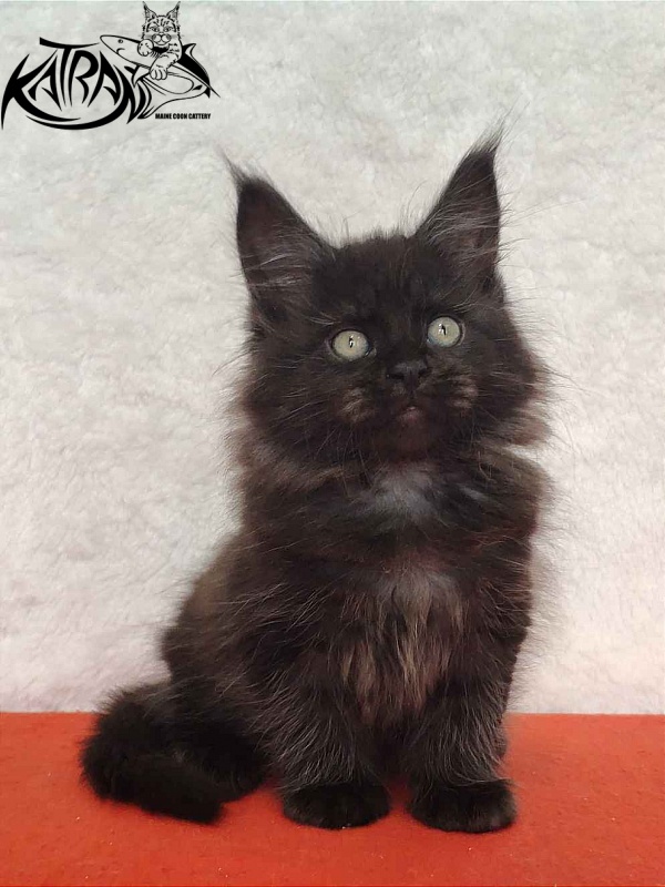 Katran Ostin - Кошеня мейн-кун 2 місяця