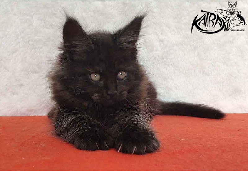 Katran Ostin - Кошеня мейн-кун 2 місяця