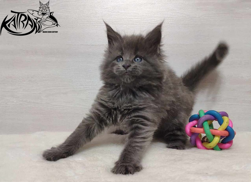 Katran Perseus - Кошеня мейн-кун 1 місяць