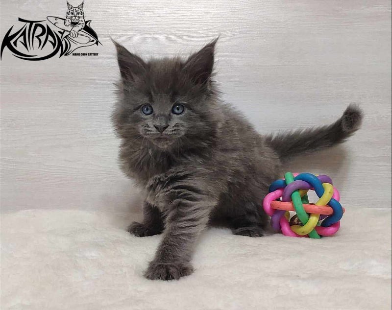 Katran Perseus - Кошеня мейн-кун 1 місяць
