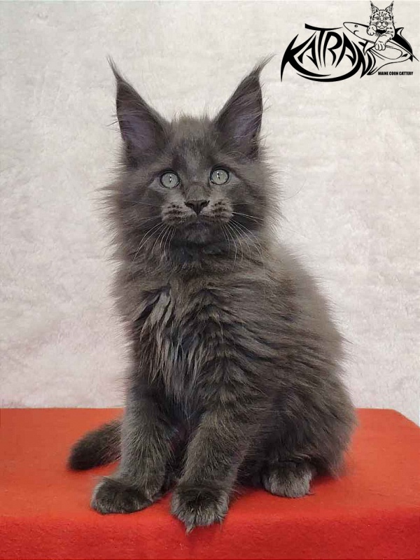 Katran Perseus - Кошеня мейн-кун 2 місяця