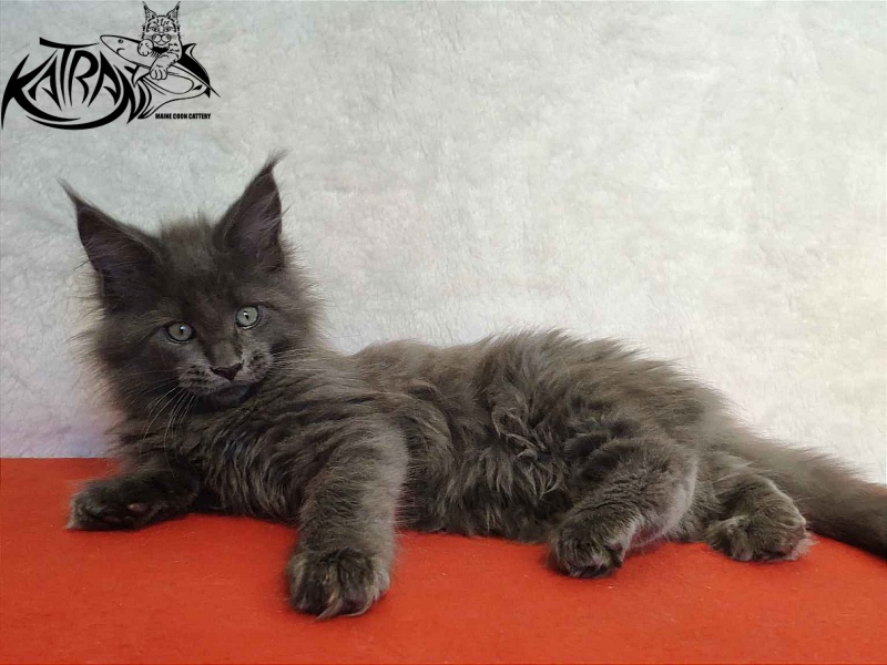 Katran Perseus - Кошеня мейн-кун 2 місяця
