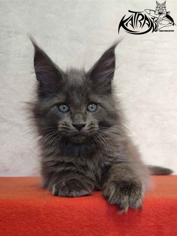 Katran Perseus - Кошеня мейн-кун 2 місяця