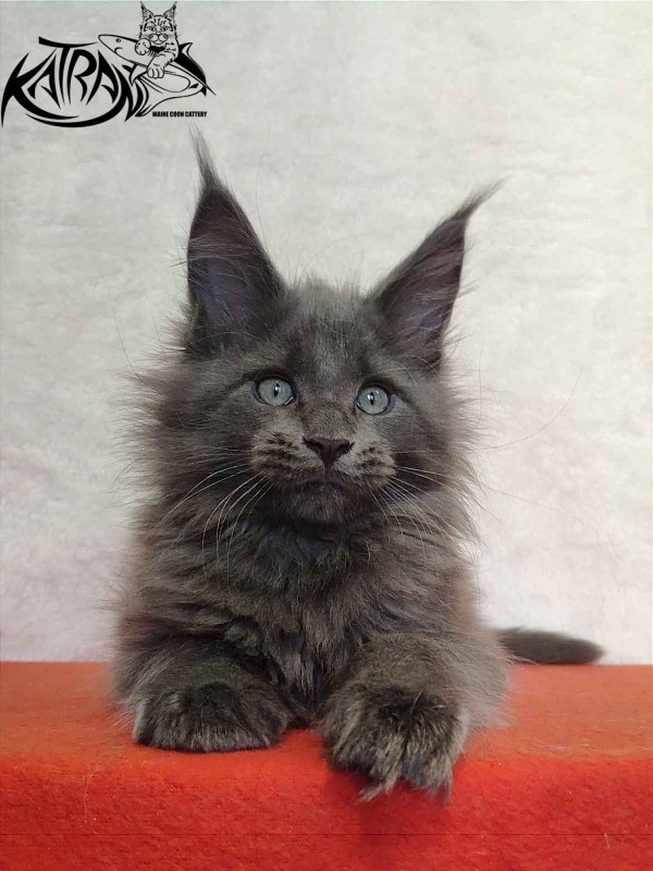 Katran Perseus - Кошеня мейн-кун 2 місяця