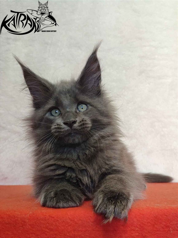 Katran Perseus - Кошеня мейн-кун 2 місяця