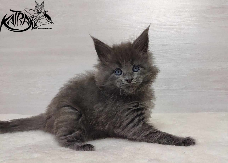 Katran Perseus - Кошеня мейн-кун 1 місяць