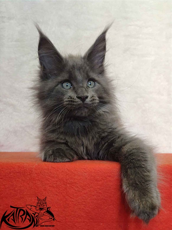 Katran Perseus - Кошеня мейн-кун 2 місяця