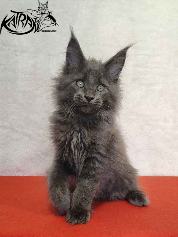 Katran Perseus - Кошеня мейн-кун 2 місяця
